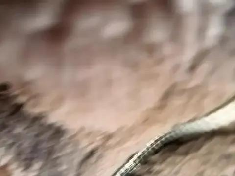 Freechat _Bella-Office1 on StripChat