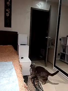 KissMiSveet on StripChat 