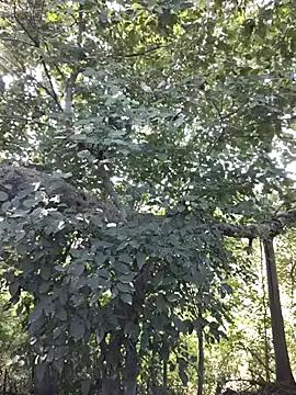 Rinku5553 on StripChat